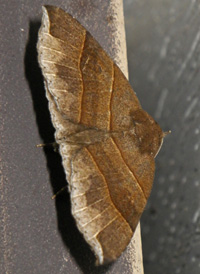 Maple Looper Moth Maple Looper Moth